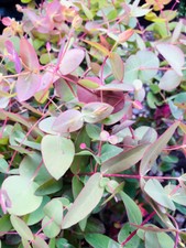 EUCALYPTUS (dalrympleana) MOUNTAIN GUM TREE 1-1.5ft tall | FAST GROWING HARDY