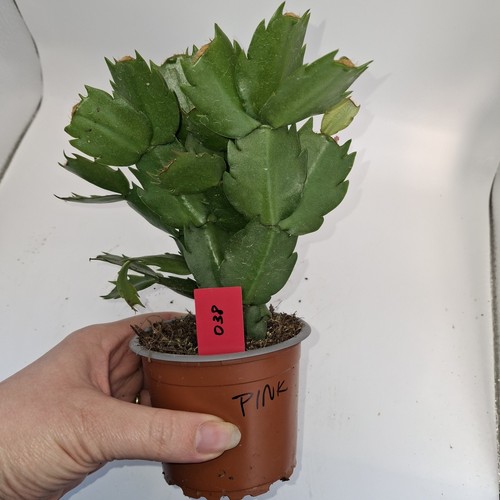 Pink christmas cactus - pink,