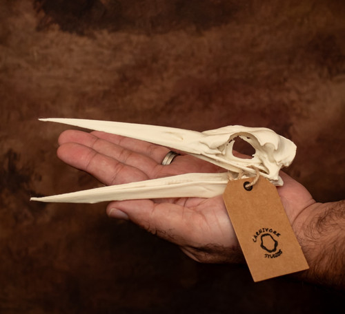 Grey heron skull - skull, replica