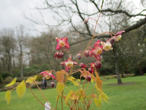 Epimedium rubrum herbaceous - epimedium,