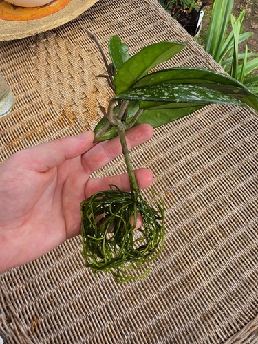 Hoya carnosa stardust - hoya,