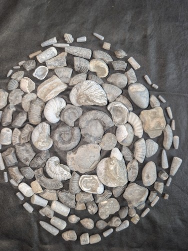 Authentic jurassic fossil bulk - authentic,