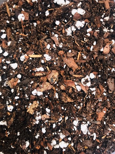 Clivia compost litre - clivia, 3