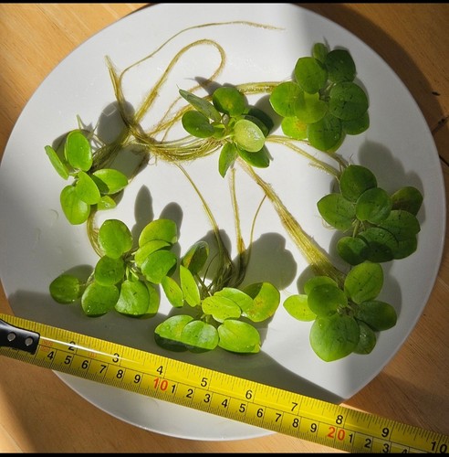 Premium amazon frogbit - frogbit, large