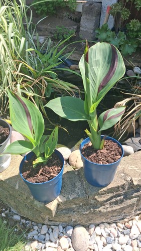 Canna cleopatra fully rooted - canna,