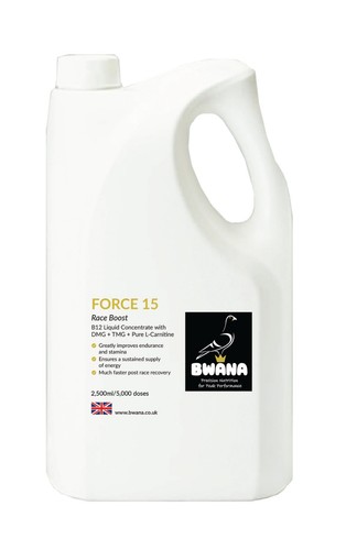 Bwana racing pigeon pre - 15,