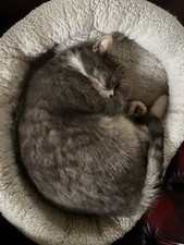 Mid 20th century oak hostess tea trolley dumbwaiter adjustable modernist artdeco