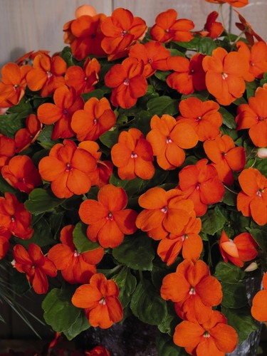 Busy lizzie orange - 25,