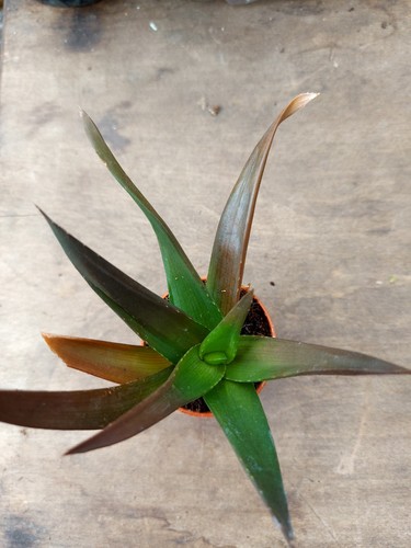 Live plants black - -, gem'