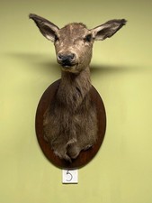 Doe head on the board, Taxidermy, Throphies