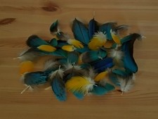 Blue & Gold Macaw Parrot Body