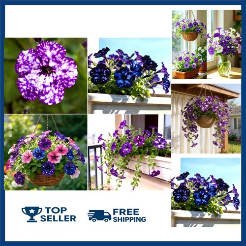 500 starry sky petunia seeds - 500,