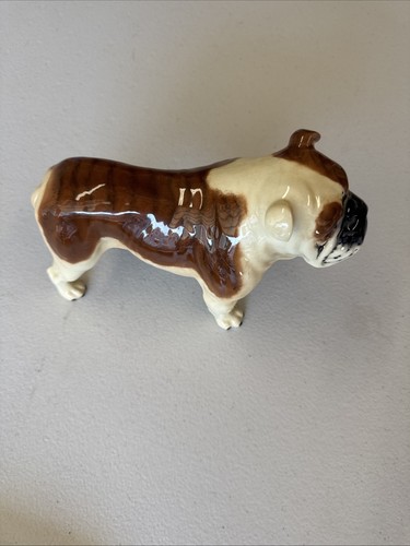 English bulldog status - english,