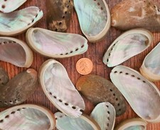 Natural Beach Shells Seashells