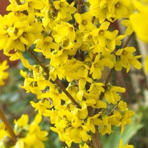 Forsythia lynwood - forsythia, –