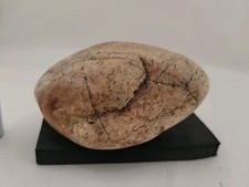 Real Dinosaur Egg Fossil Uv