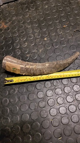 Old large horn craft - large,
