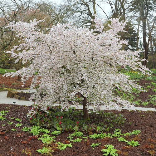 The bride flowering cherry - flowering,