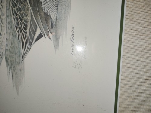 Pair teal wildfowl in - of,