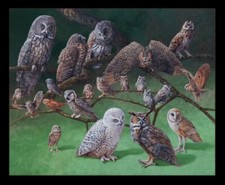 Owls Of North America Panel