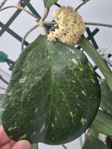 Rarely offered hoya - offered, cv