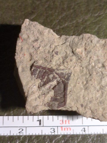 Fossil trilobite silurian - fossil, trilobite,