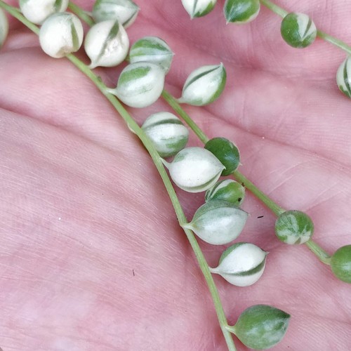 Senecio rowleyanus variegata - senecio, |