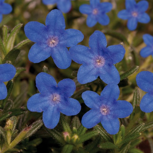 Lithodora heavenly blue - lithodora,