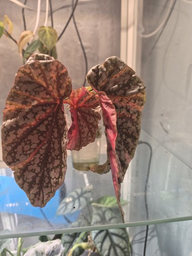 Snow capped begonia - snow, highly
