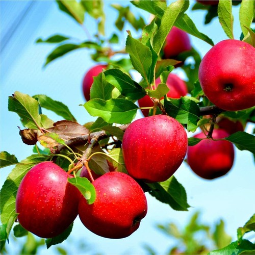 Katy apple tree 5ft - tree, tall