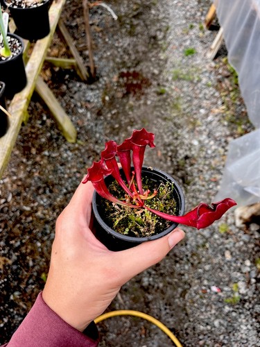 Sarracenia swaniana pitcher - x, (pitcher