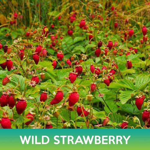 Wild strawberry seeds - wild,