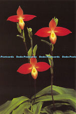 D037842 Jersey. Eric Young Orchid Foundation. Trinity. Phragmipedium Besseae. A