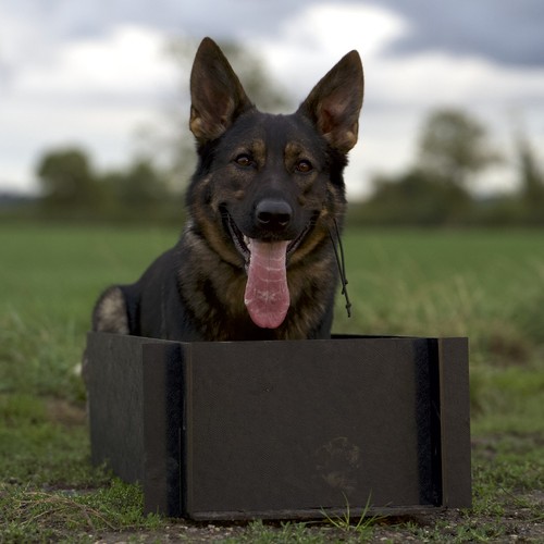 Dog training position box - dog,