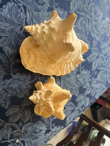 Conch shells is approx 26 - 2, 1