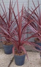 2 x Cordyline 'Red Star' 1L Pot Decorative Garden Plant Established Red Palm