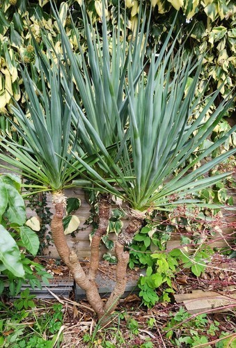 Yucca rostrata evergreen - rostrata,,