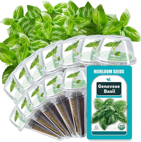 Hydroponic basil seed pods 12 - basil,