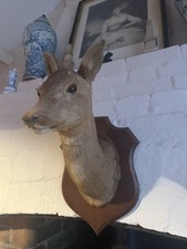 Medium Sized Antique Mounted