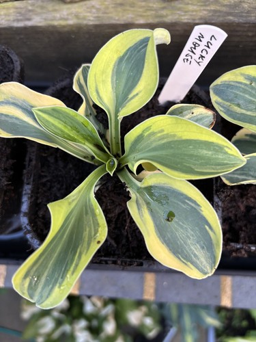 Hosta lucky mouse small - -,