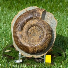 Large dactylioceras