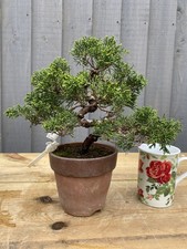 Bonsai Tree Itoigawa Juniper