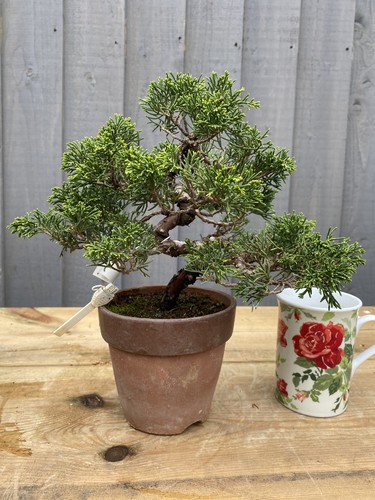 Bonsai tree itoigawa - itoigawa, juniper
