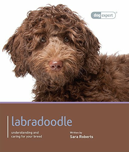 Labradoodle dog expert - -,