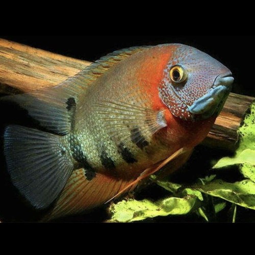 Wild red shoulder severum - wild,