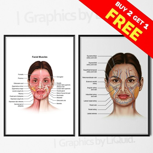 Face anatomy veins muscles - anatomy,
