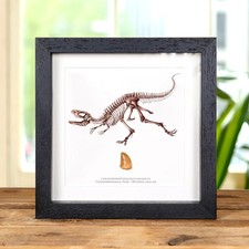 Carcharodontosaurus Dinosaur