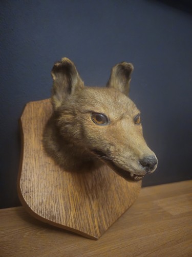 Taxidermy fox head mounted - head,