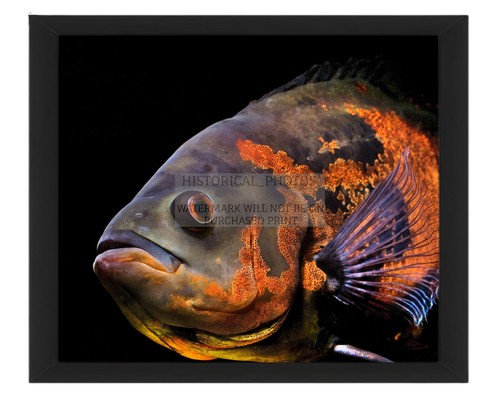Oscar aquarium fish south - oscar,