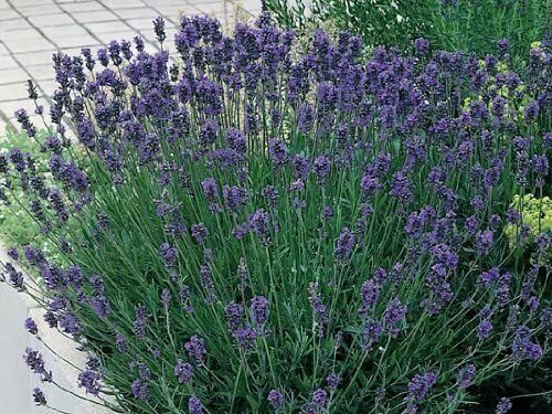 Lavender plants munstead - lavender,